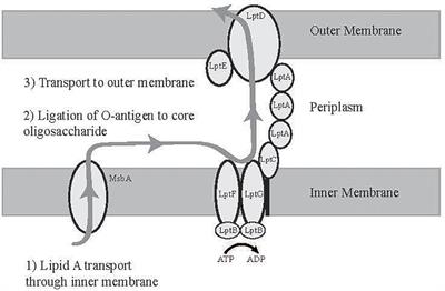 A Single Nucleotide Polymorphism in lptG Increases Tolerance to Bile Salts, Acid, and Staining of Calcofluor-Binding Polysaccharides in Salmonella enterica Serovar Typhimurium E40